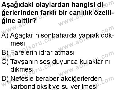 Biyoloji 1 Dersi 2024-2025 yılı 2. Dönem sınavı 4. Soru Biyoloji 1 Dersi 2024-2025 yılı 2. Dönem sınavı 4. Soru