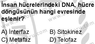 Biyoloji 3 Dersi 2024-2025 yılı 2. Dönem sınavı 1. Soru Biyoloji 3 Dersi 2024-2025 yılı 2. Dönem sınavı 1. Soru