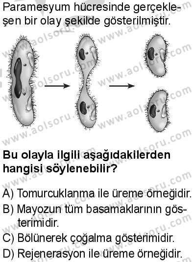 Biyoloji 3 Dersi 2024-2025 yılı 2. Dönem sınavı 3. Soru Biyoloji 3 Dersi 2024-2025 yılı 2. Dönem sınavı 3. Soru
