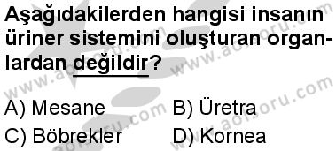 Seçmeli Biyoloji 2 Dersi 2024-2025 yılı 2. Dönem sınavı 3. Soru Seçmeli Biyoloji 2 Dersi 2024-2025 yılı 2. Dönem sınavı 3. Soru