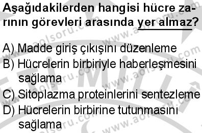 Biyoloji 2 Dersi 2024-2025 yılı 2. Dönem sınavı 8. Soru Biyoloji 2 Dersi 2024-2025 yılı 2. Dönem sınavı 8. Soru