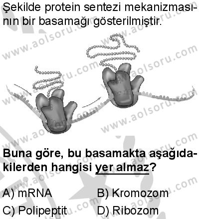Seçmeli Biyoloji 3 Dersi 2024-2025 yılı 2. Dönem sınavı 4. Soru Seçmeli Biyoloji 3 Dersi 2024-2025 yılı 2. Dönem sınavı 4. Soru