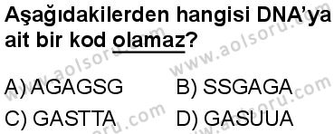 Seçmeli Biyoloji 3 Dersi 2024-2025 yılı 2. Dönem sınavı 6. Soru Seçmeli Biyoloji 3 Dersi 2024-2025 yılı 2. Dönem sınavı 6. Soru