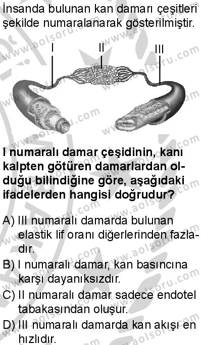 Seçmeli Biyoloji 1 Dersi 2024-2025 yılı 2. Dönem sınavı 8. Soru Seçmeli Biyoloji 1 Dersi 2024-2025 yılı 2. Dönem sınavı 8. Soru