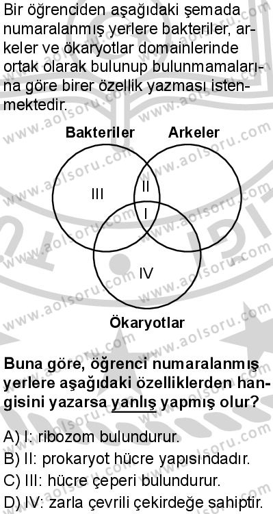 Biyoloji 1 Dersi 2024-2025 yılı 3. Dönem sınavı 7. Soru