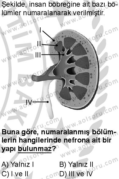 Seçmeli Biyoloji 2 Dersi 2024-2025 yılı 3. Dönem sınavı 3. Soru