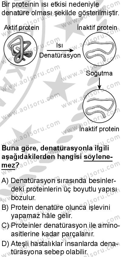 Biyoloji 2 Dersi 2024-2025 yılı 3. Dönem sınavı 2. Soru