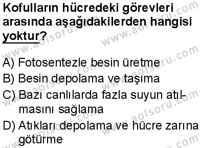Biyoloji 2 Dersi 2024-2025 yılı 3. Dönem sınavı 7. Soru