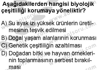 Biyoloji 4 Dersi 2024-2025 yılı 3. Dönem sınavı 10. Soru