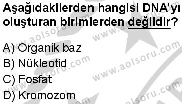 Seçmeli Biyoloji 3 Dersi 2024-2025 yılı 3. Dönem sınavı 2. Soru