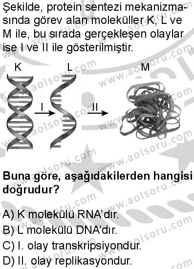 Seçmeli Biyoloji 3 Dersi 2024-2025 yılı 3. Dönem sınavı 6. Soru