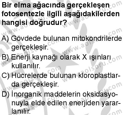 Seçmeli Biyoloji 3 Dersi 2024-2025 yılı 3. Dönem sınavı 8. Soru