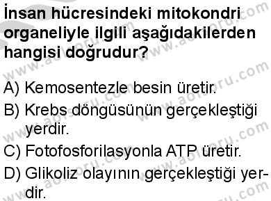 Seçmeli Biyoloji 3 Dersi 2024-2025 yılı 3. Dönem sınavı 10. Soru