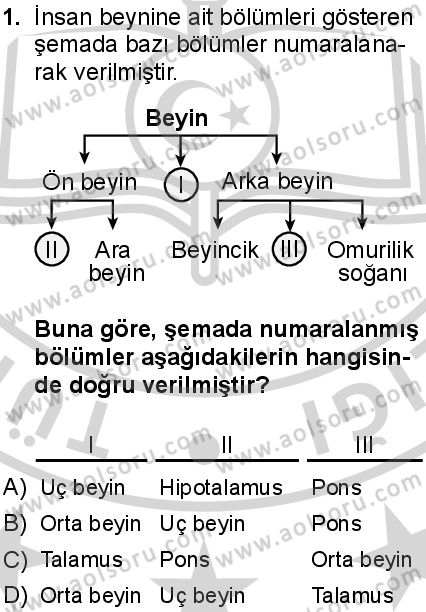 Seçmeli Biyoloji 1 Dersi 2024-2025 yılı 3. Dönem sınavı 1. Soru