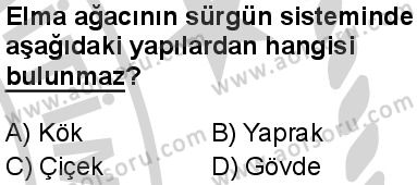 Seçmeli Biyoloji 4 Dersi 2024-2025 yılı 3. Dönem sınavı 1. Soru