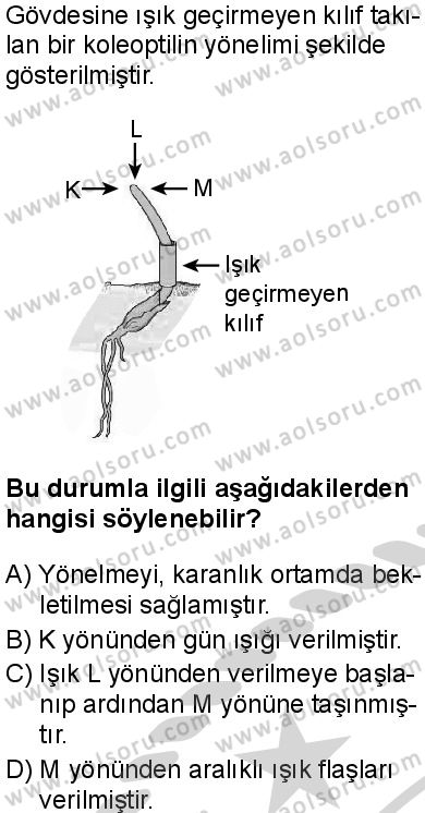 Seçmeli Biyoloji 4 Dersi 2024-2025 yılı 3. Dönem sınavı 3. Soru