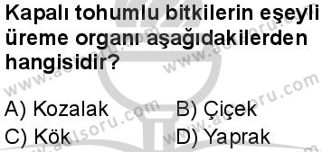 Seçmeli Biyoloji 4 Dersi 2024-2025 yılı 3. Dönem sınavı 7. Soru