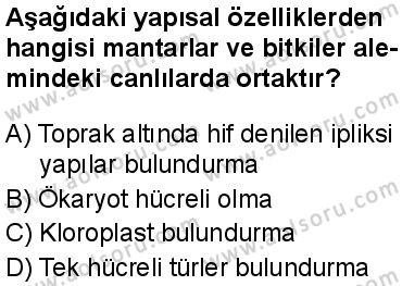 Biyoloji 1 Dersi 2025-2026 yılı 1. Dönem sınavı 8. Soru