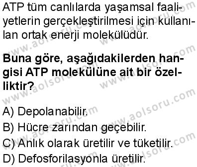 Biyoloji 3 Dersi 2025-2026 yılı 1. Dönem sınavı 2. Soru