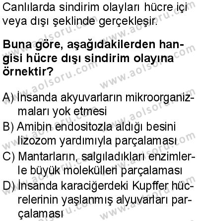 Biyoloji 3 Dersi 2025-2026 yılı 1. Dönem sınavı 5. Soru