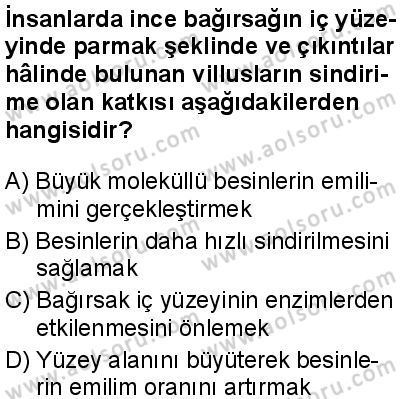 Biyoloji 3 Dersi 2025-2026 yılı 1. Dönem sınavı 6. Soru