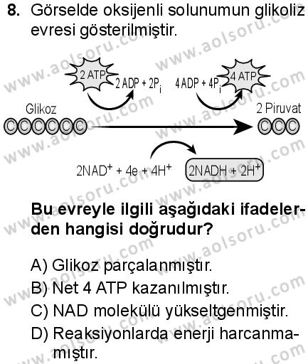 Biyoloji 3 Dersi 2025-2026 yılı 1. Dönem sınavı 8. Soru