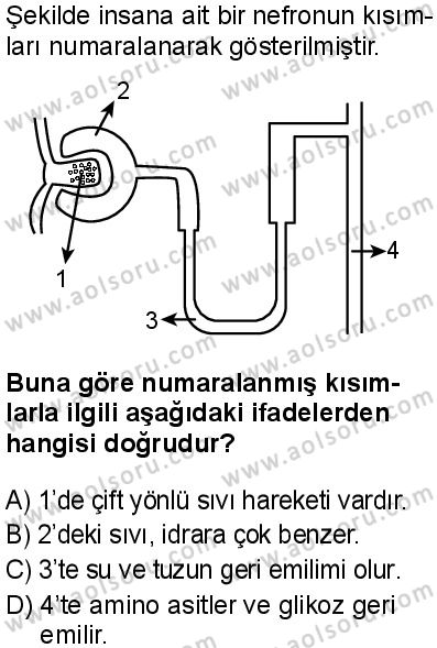 Seçmeli Biyoloji 2 Dersi 2025-2026 yılı 1. Dönem sınavı 4. Soru
