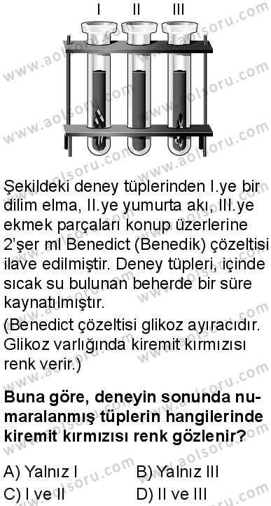 Biyoloji 2 Dersi 2025-2026 yılı 1. Dönem sınavı 5. Soru
