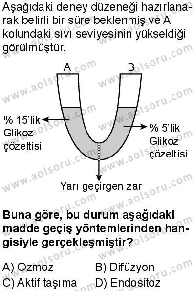 Biyoloji 2 Dersi 2025-2026 yılı 1. Dönem sınavı 10. Soru