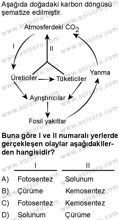 Biyoloji 4 Dersi 2025-2026 yılı 1. Dönem sınavı 6. Soru