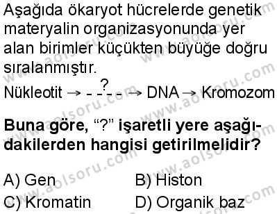 Seçmeli Biyoloji 3 Dersi 2025-2026 yılı 1. Dönem sınavı 3. Soru
