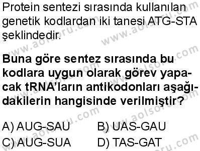 Seçmeli Biyoloji 3 Dersi 2025-2026 yılı 1. Dönem sınavı 4. Soru