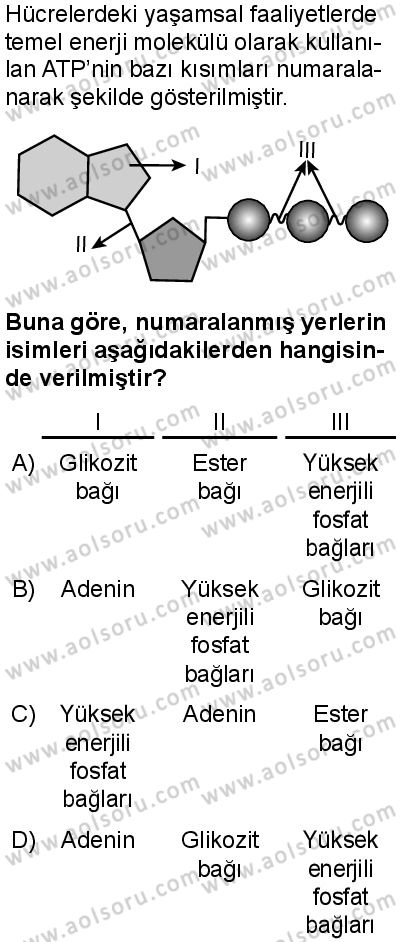 Seçmeli Biyoloji 3 Dersi 2025-2026 yılı 1. Dönem sınavı 7. Soru