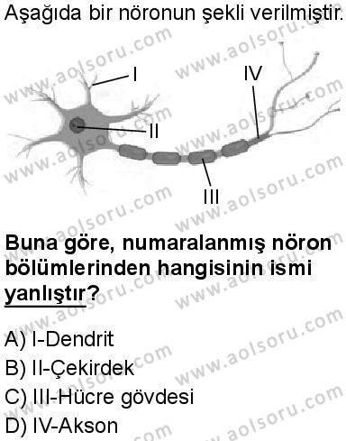 Seçmeli Biyoloji 1 Dersi 2025-2026 yılı 1. Dönem sınavı 1. Soru