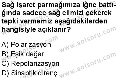 Seçmeli Biyoloji 1 Dersi 2025-2026 yılı 1. Dönem sınavı 2. Soru