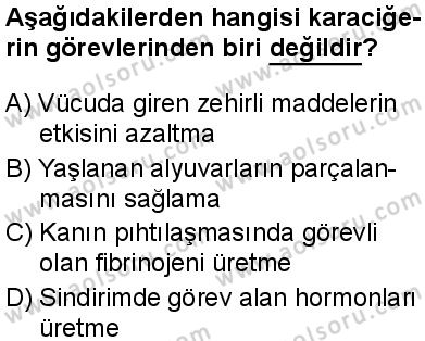 Seçmeli Biyoloji 1 Dersi 2025-2026 yılı 1. Dönem sınavı 7. Soru