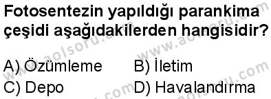 Seçmeli Biyoloji 4 Dersi 2025-2026 yılı 1. Dönem sınavı 2. Soru