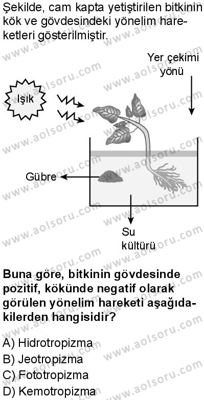 Seçmeli Biyoloji 4 Dersi 2025-2026 yılı 1. Dönem sınavı 4. Soru