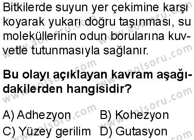 Seçmeli Biyoloji 4 Dersi 2025-2026 yılı 1. Dönem sınavı 7. Soru