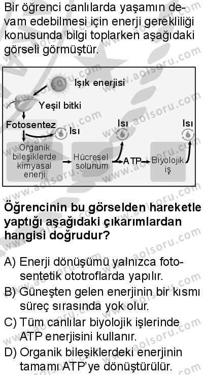 Biyoloji 3 Dersi 2025-2026 yılı 2. Dönem sınavı 1. Soru