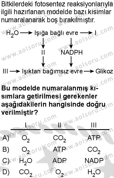 Biyoloji 3 Dersi 2025-2026 yılı 2. Dönem sınavı 4. Soru