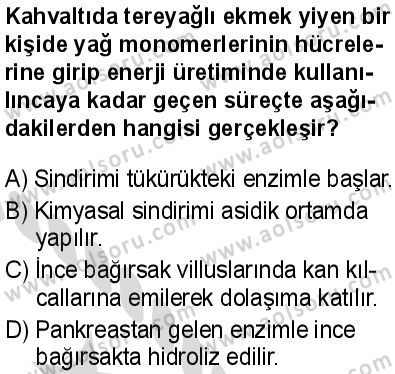 Biyoloji 3 Dersi 2025-2026 yılı 2. Dönem sınavı 8. Soru