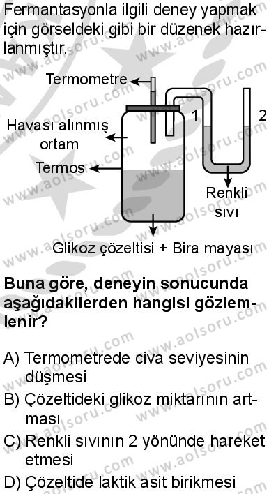 Biyoloji 3 Dersi 2025-2026 yılı 2. Dönem sınavı 10. Soru