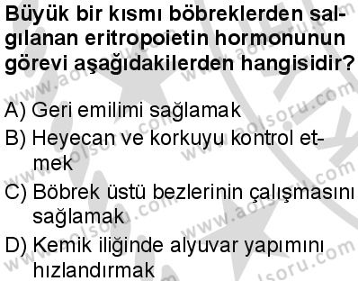 Seçmeli Biyoloji 2 Dersi 2025-2026 yılı 2. Dönem sınavı 4. Soru