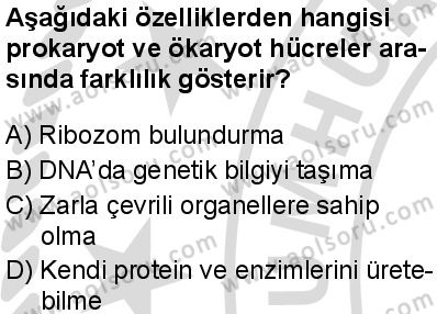 Biyoloji 2 Dersi 2025-2026 yılı 2. Dönem sınavı 7. Soru