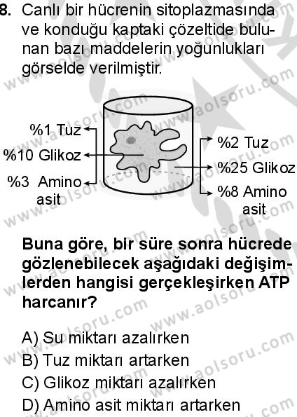 Biyoloji 2 Dersi 2025-2026 yılı 2. Dönem sınavı 8. Soru