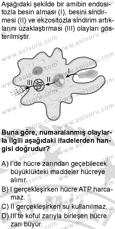 Biyoloji 2 Dersi 2025-2026 yılı 2. Dönem sınavı 9. Soru