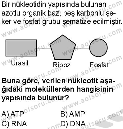 Seçmeli Biyoloji 3 Dersi 2025-2026 yılı 2. Dönem sınavı 1. Soru