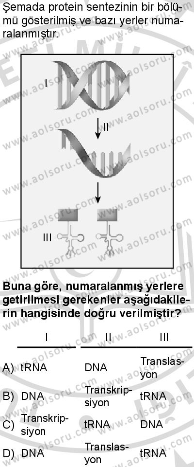 Seçmeli Biyoloji 3 Dersi 2025-2026 yılı 2. Dönem sınavı 5. Soru