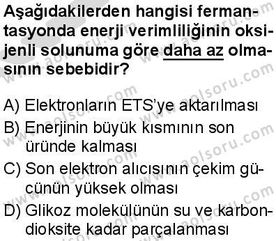 Seçmeli Biyoloji 3 Dersi 2025-2026 yılı 2. Dönem sınavı 10. Soru
